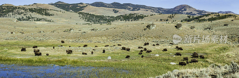 美洲野牛美国野牛或野牛(bison bison)，也通常被称为美国水牛或简单的水牛，发现于黄石国家公园和一个大的牧群。